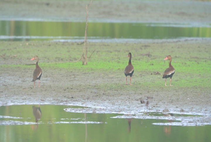 Whistling ducks making themselves at home in Louisiana